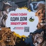 Чат зооцентр Дино
