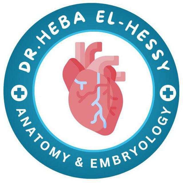 Anatomy insight (63) 2nd year medicine / Dr.heba elhessy