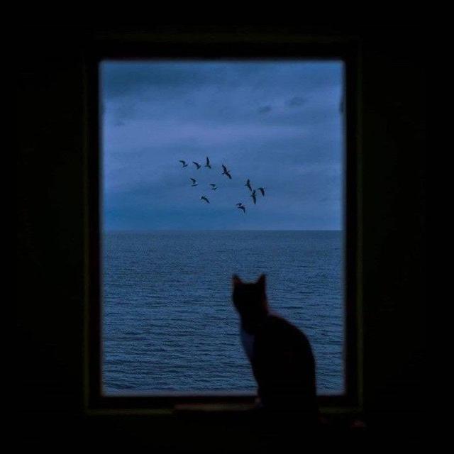 velvetdr3am
