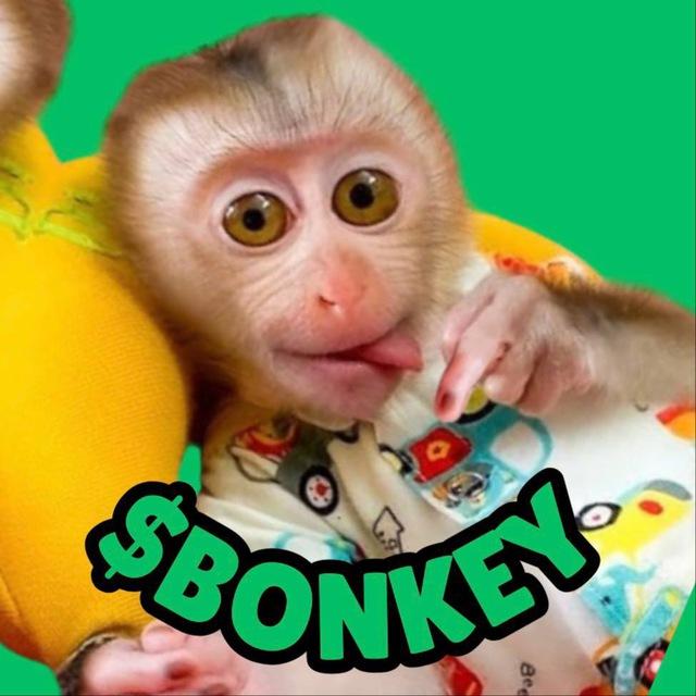 Baby Monkey Portal