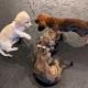 Royal Dachshund puppy breeders