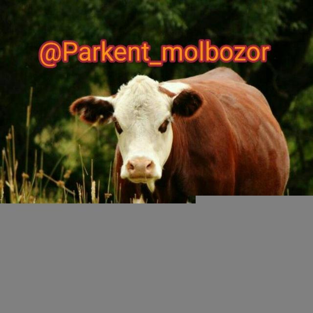 @PARKENT MOL BOZORI