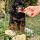 Ostrovgrez poodle kennel