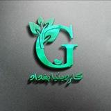 🌵🌷مشتل گاردينيا 🌵🌷