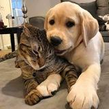 КотоПёс&Co 🐾