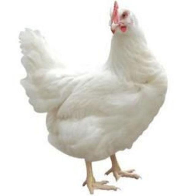 گروه مرغداران