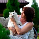 Питомник рэгдоллов Гудвин
