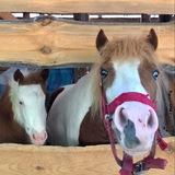 Royal Pony Family