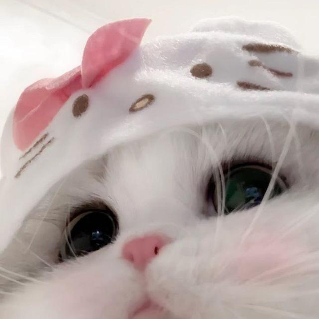 котятки
