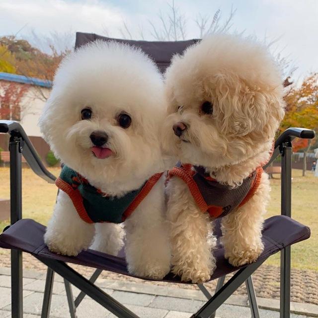 Buy Maltese and Labrador Retriever puppies 🐶🐾
