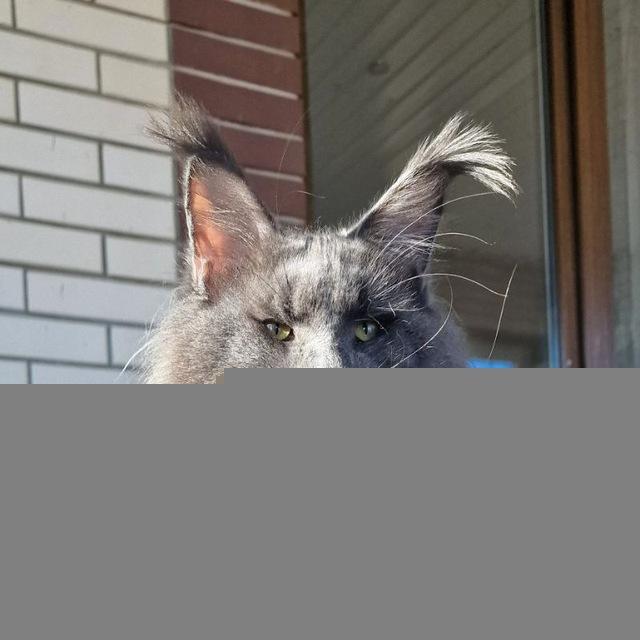 Katrin Style*Ru Cattery
