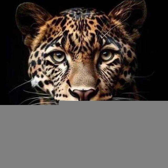 Суета Токсово 🐯