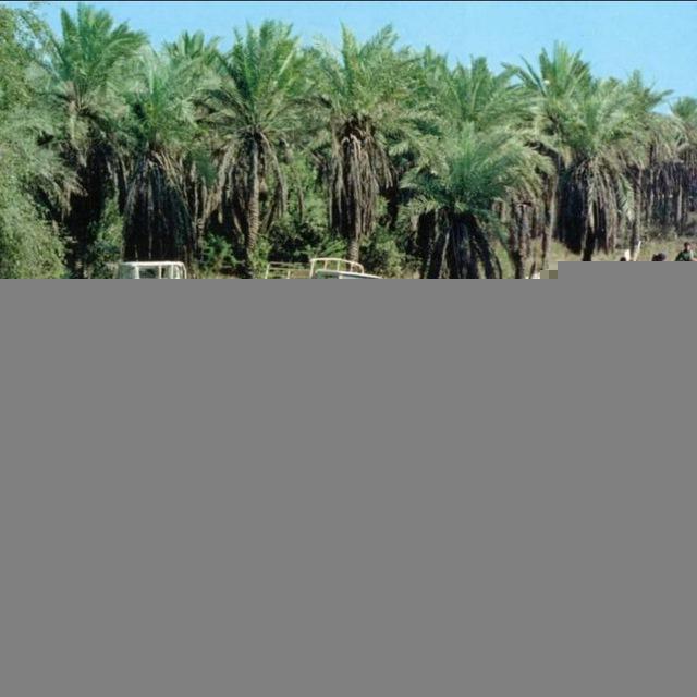 بی سیم چی