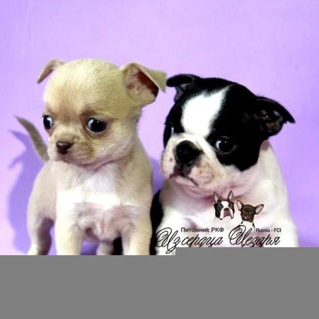 🐶 Купить Щенка Чихуахуа / Купить щенка Бостон терьера 🐶 ПИТОМНИК ИЗ СЕРДЦА ЦЕЗАРЯ РКФ 89263297654