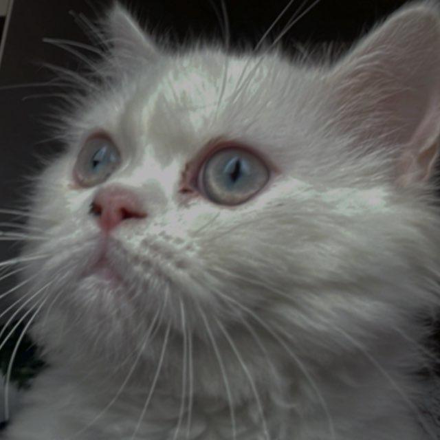 White cat🤍