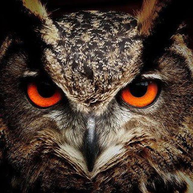 🦉 Baykuş 🦉