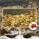 صوريف الأخبارية