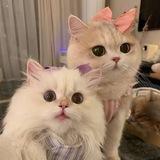 𝐌𝐞𝐨𝐰🐈