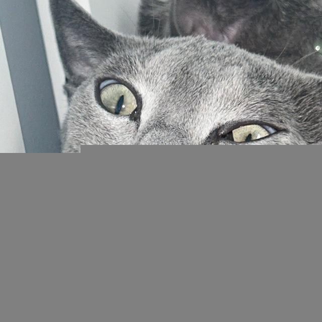 коты под пивас
