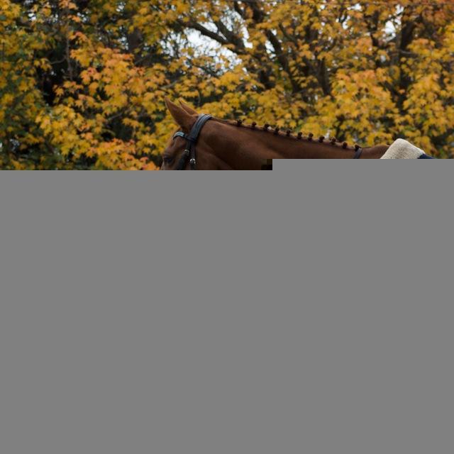 Horse_love_blog🧿