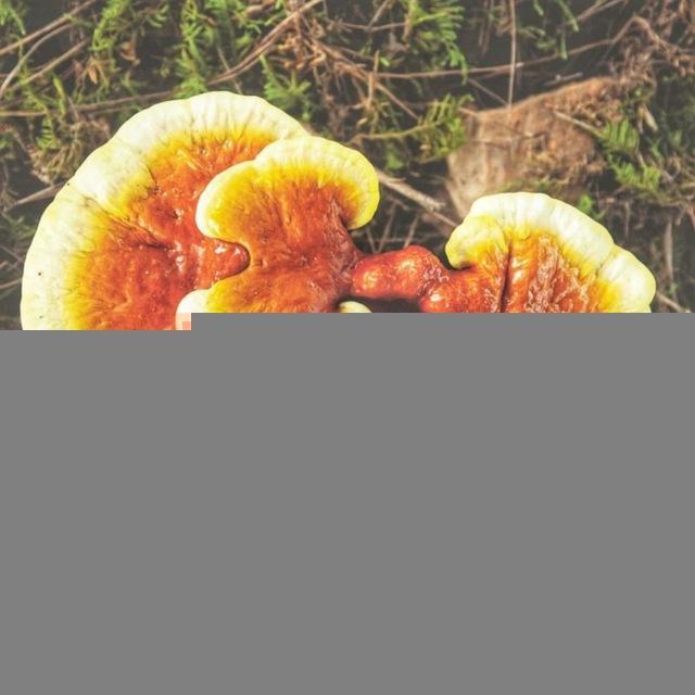 Fungi Facts, Vitalpilze, Epigenetik, Psychedelika gestützte Therapien, alternative Heilmethoden etc. 🌄