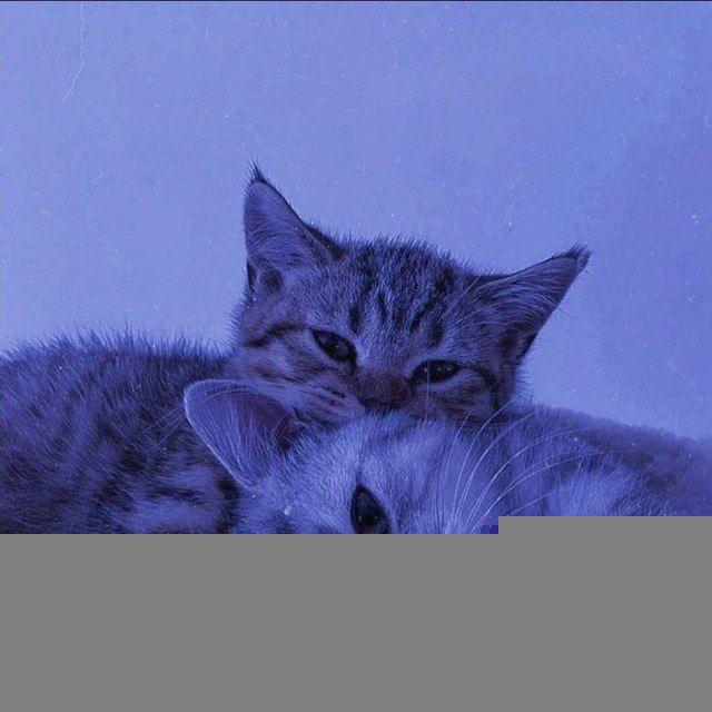 پروفایل گربه😸
