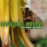 ECOLOGÍA GESARA