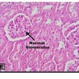 Histology Department - Benghazi