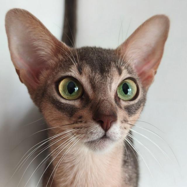 Bastira_cattery