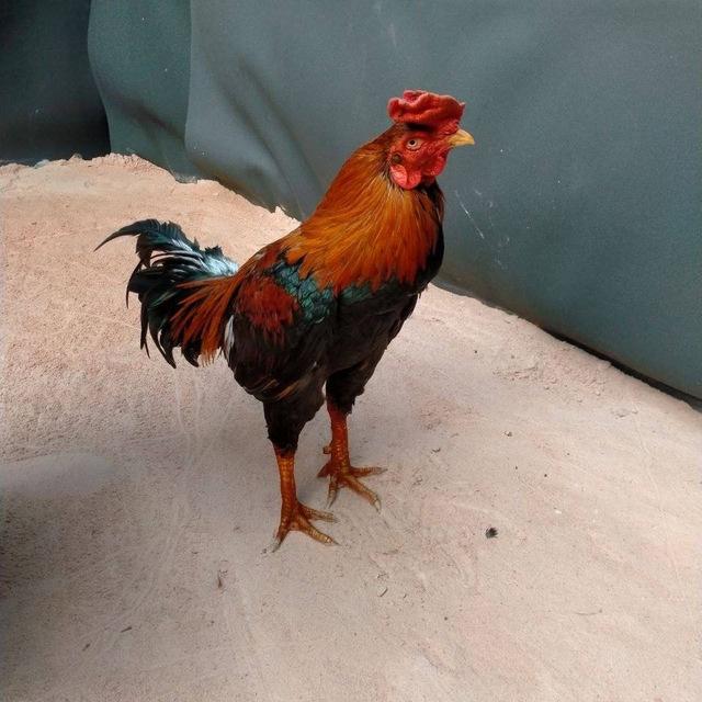 កំពូលអ្នកប្រម៉ាញ់