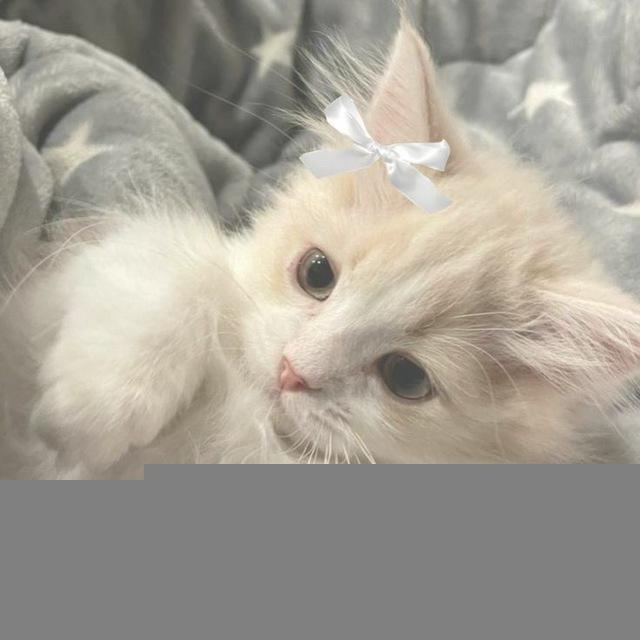 ⋆. 𐙚 ˚˙🐰 . ꒷ 🍙 .𝐥𝐮𝐯𝐯𝐚𝐧𝐢𝐥𝐥𝐚 𖦹˙— 🐈‍⬛𓏵
