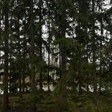 🌳Шишкин лес🌰