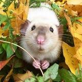 Patrick_rat