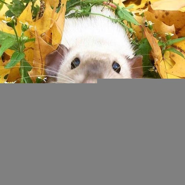 Patrick_rat