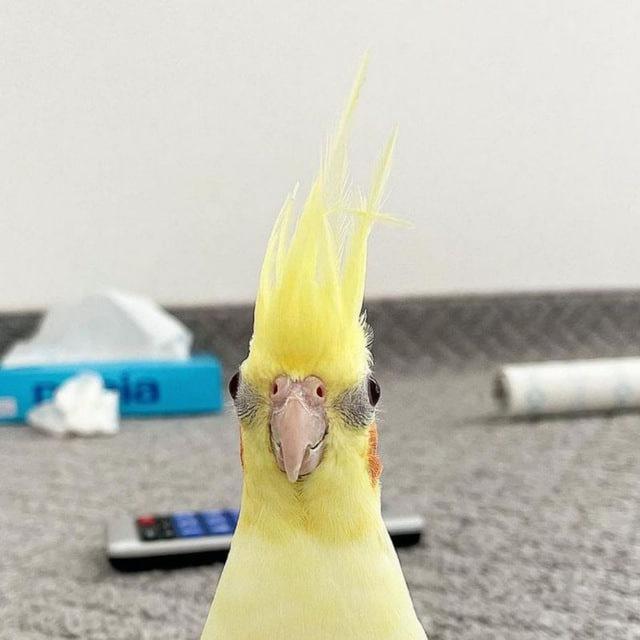 🦜 on the web