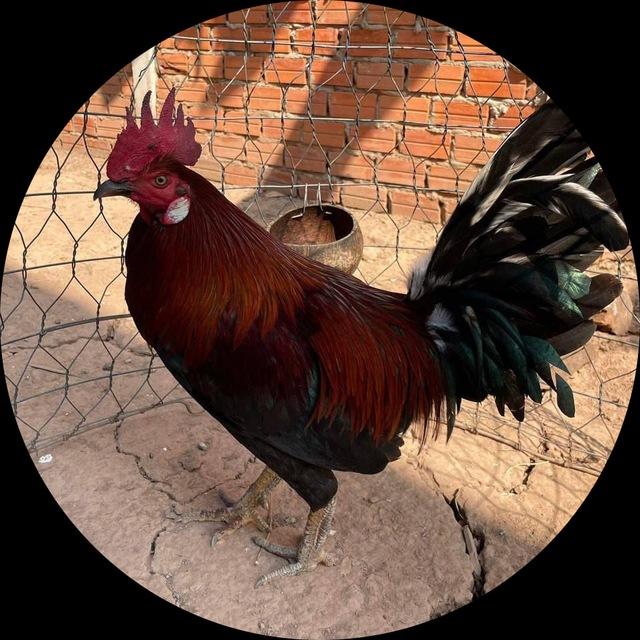 🐓កសិដ្ឋានកូនបង្កាត់🐓
