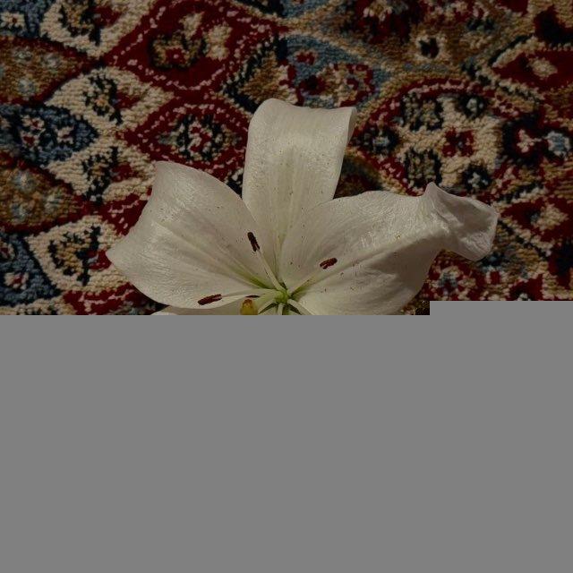 أسَاور