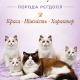 ✨Ragdoll kittens / British Scottish , Maine Coon Кошеня реґдолл та британські, шотландські, Мейн Кун