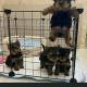Yorkieshire puppies