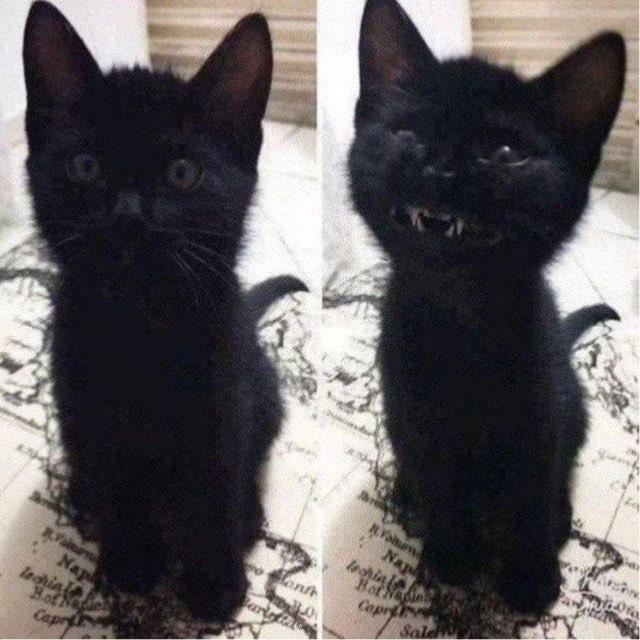 ‌━╋