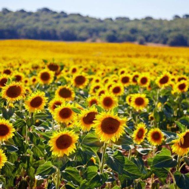 Semichka🌻mag‘iz🌻savdosi