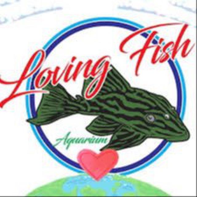 Loving Fish Aquarium
