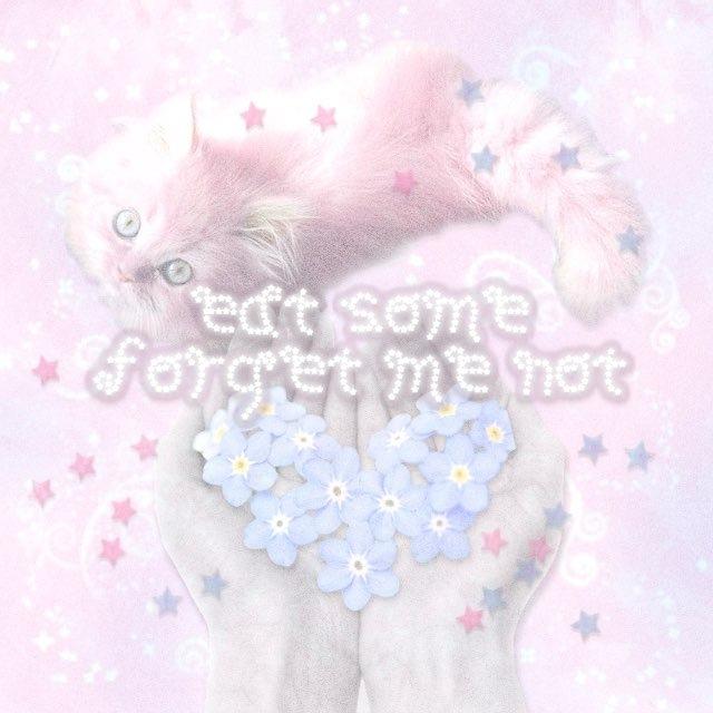 forget me not ♡