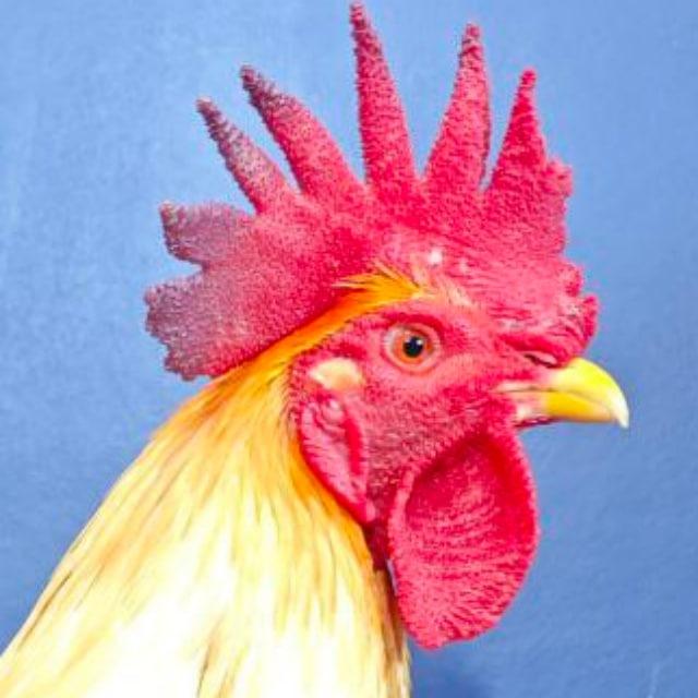 ទ្រុងបក្សី CS🐔⭕️
