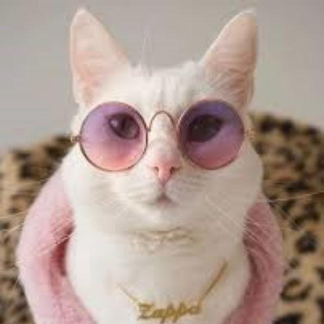 Kitty GROUP 📌