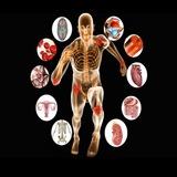 LFHE - Livros de Fisiologia Humana e Exercício
