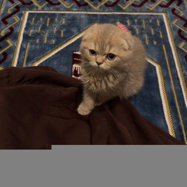- حَيثُ الزَّهـراءِ .