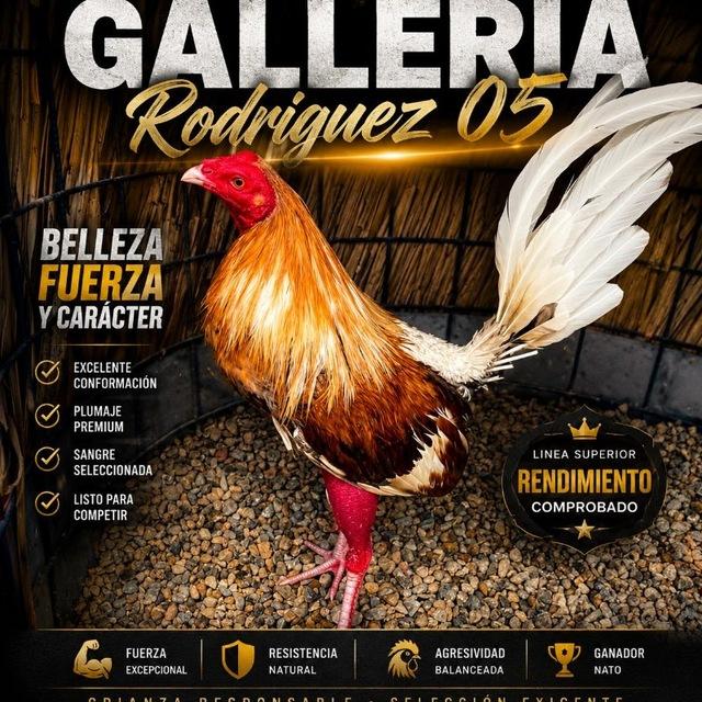 Galleria Rodriguez 05