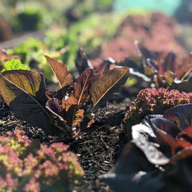 Living Soil Gardening Q&A
