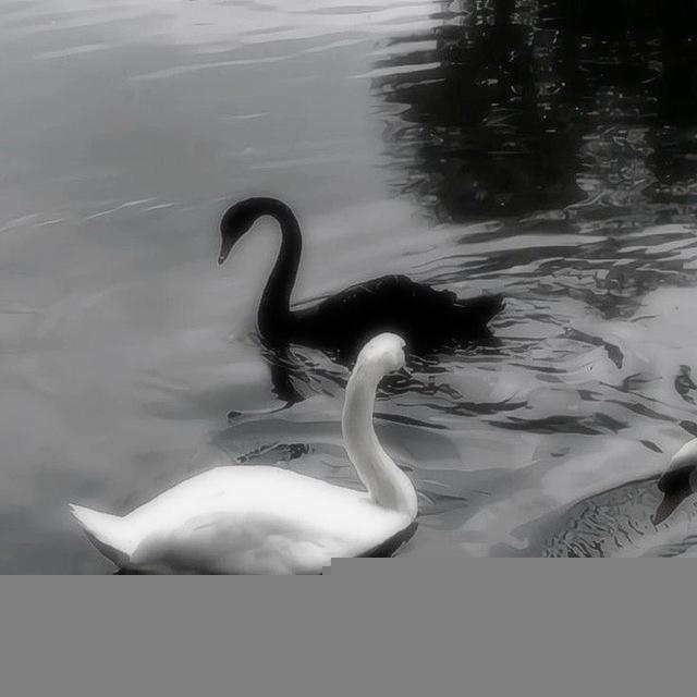 𝐴𝑣𝑎𝑧 𝐺ℎ𝑜𝑜~ آواز قو